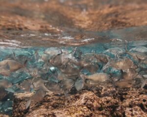 Mikroorganismen in Fischen und die Ozeane