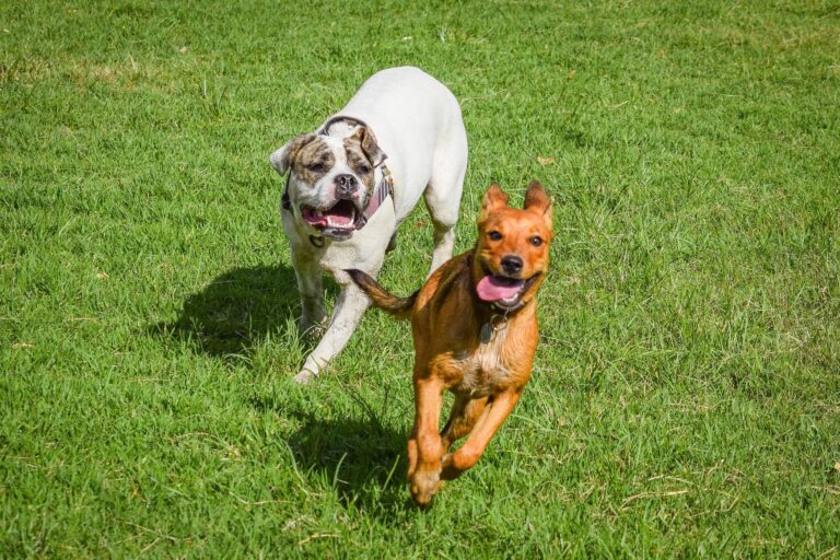 Hund auf dem Land: Was er wirklich braucht