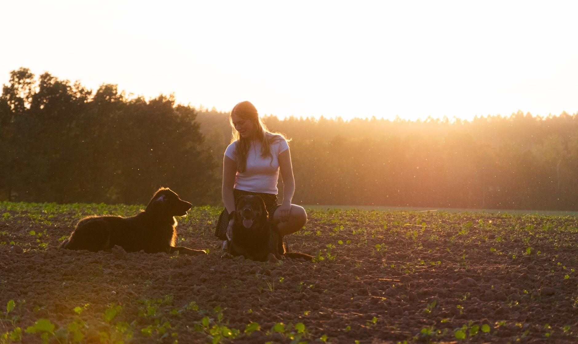 Hunde auf dem Land füttern: Worauf es bei Nassfutter ankommt