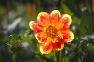 Paprika aus dem eigenen Garten anbauen und ernten